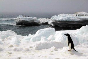 Antarctica penguins 南極 企鵝