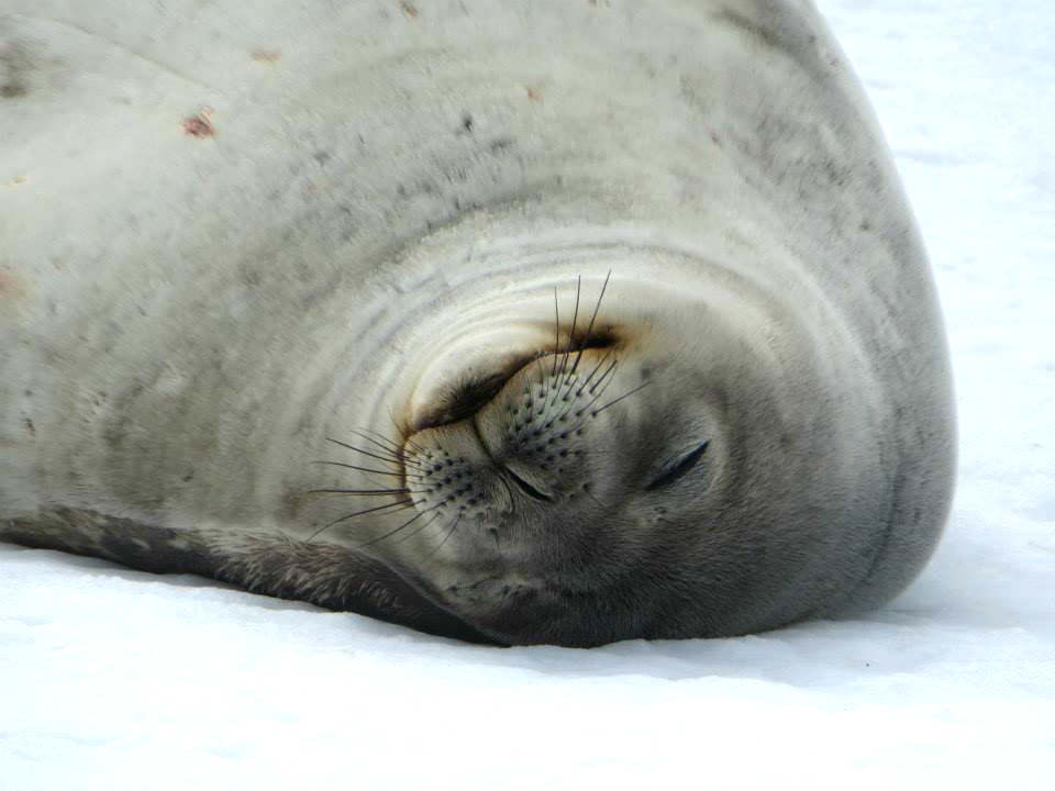 Antarctica wild life seal 南極 海獅