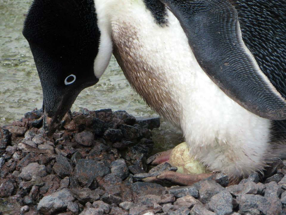 penguin hatching egg 企鵝 孵蛋