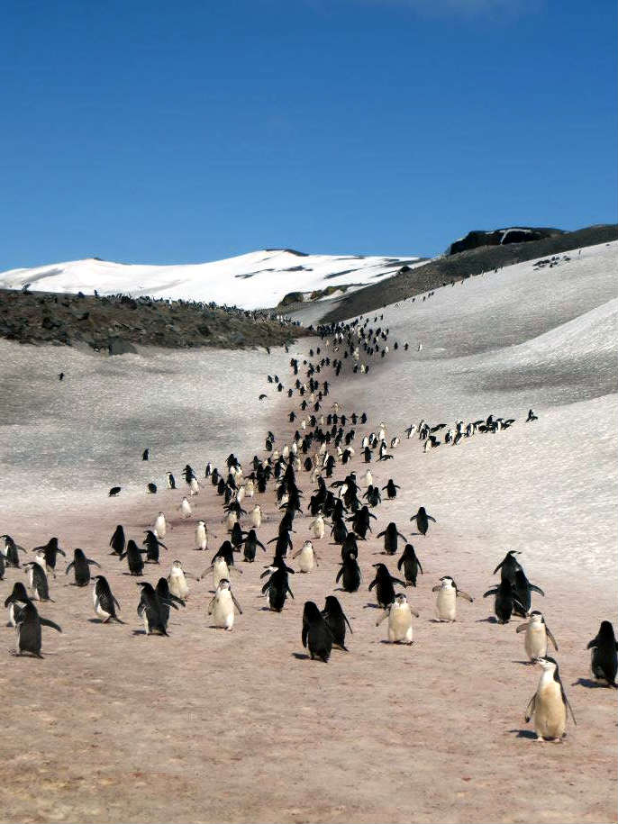 penguin parade marching 企鵝 遊行