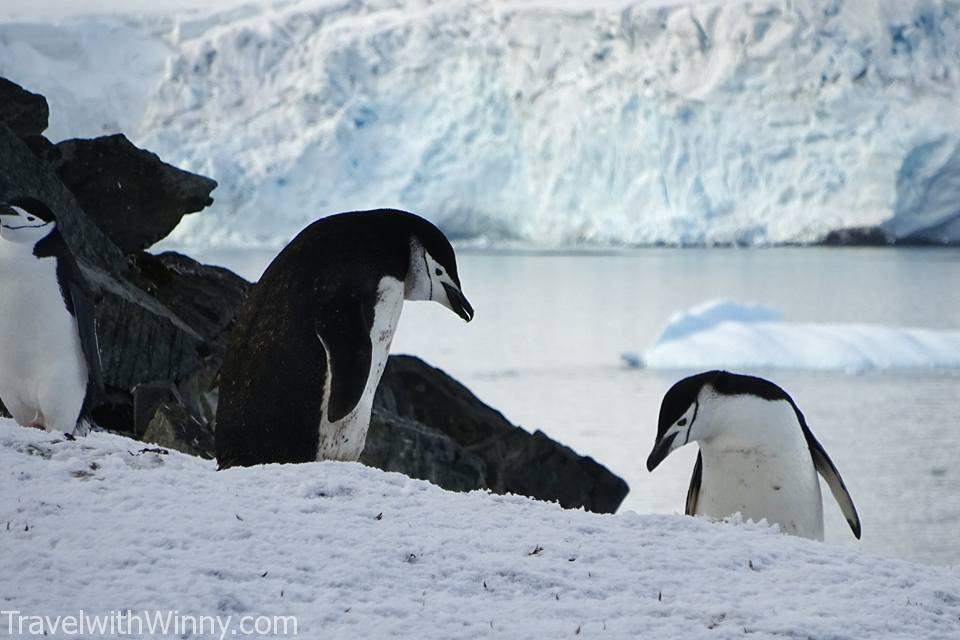 Chinstrap penguins 頰帶企鵝