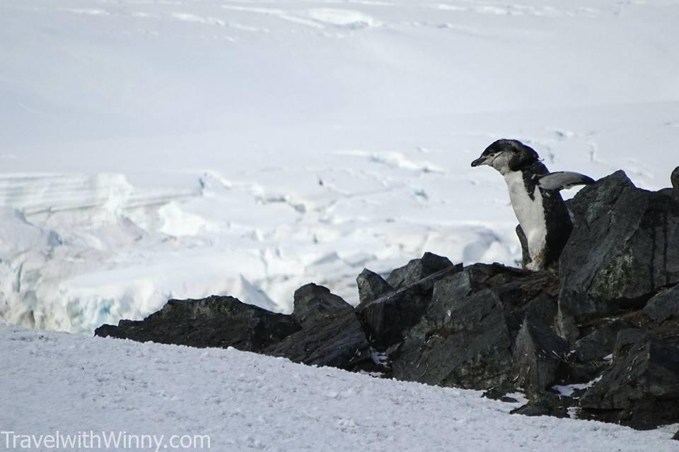 Chinstrap penguins 頰帶企鵝