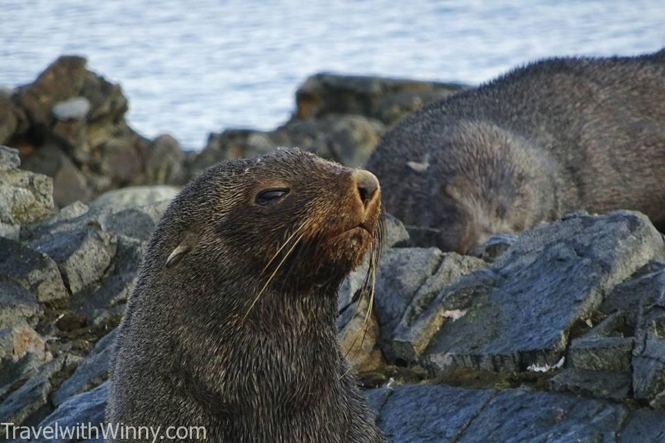 海豹 fur seal