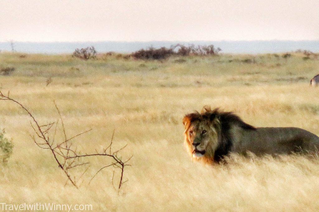 namibia etosha lion 奈米比亞 埃托沙國家公園