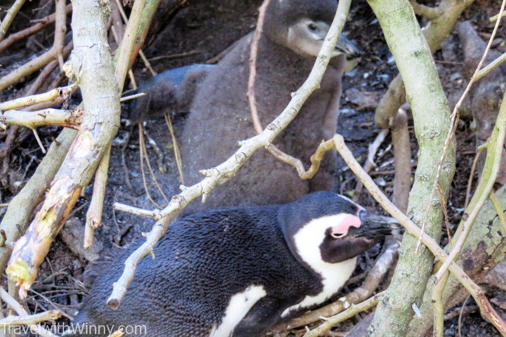 boulder's beach africa penguin 非洲 企鵝 