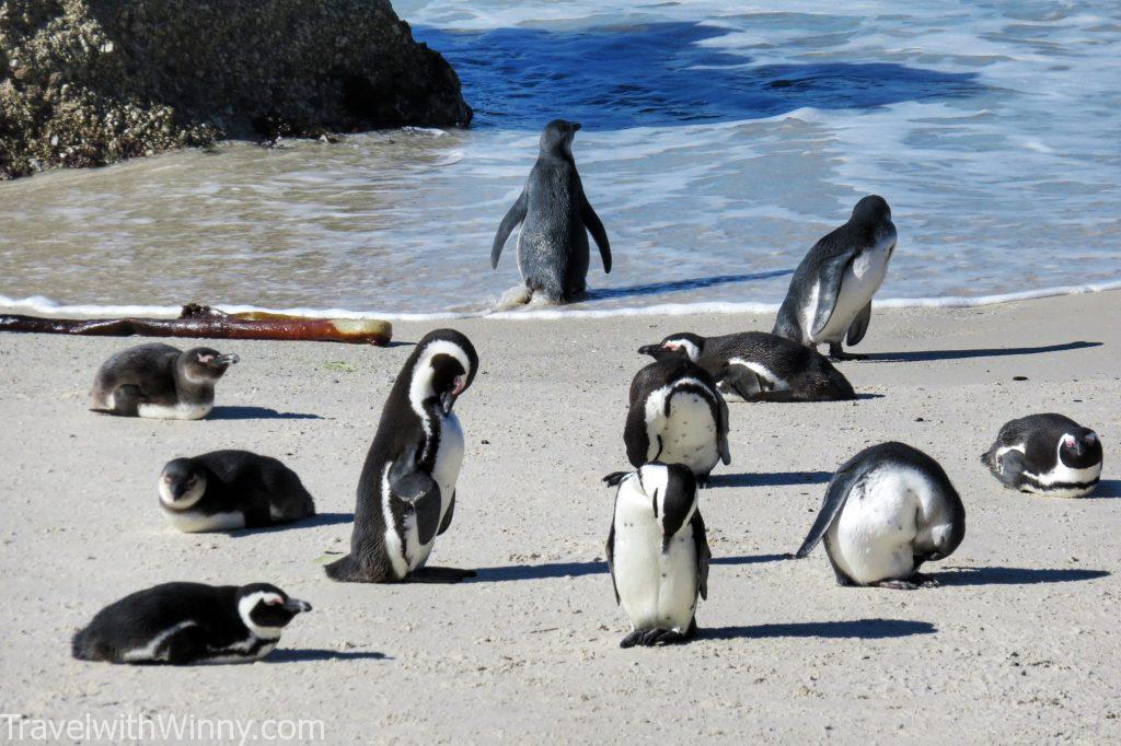 boulder's beach africa penguin 非洲 企鵝 