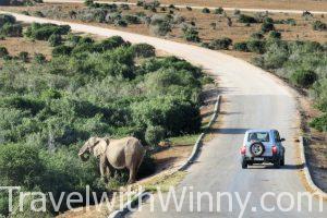 南非 south africa Addo Elephant Park 阿多大象國家公園