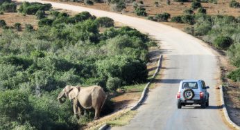 【南非】大象擋路驚魂記！小車自駕 Addo Elephant Park 阿多大象國家公園