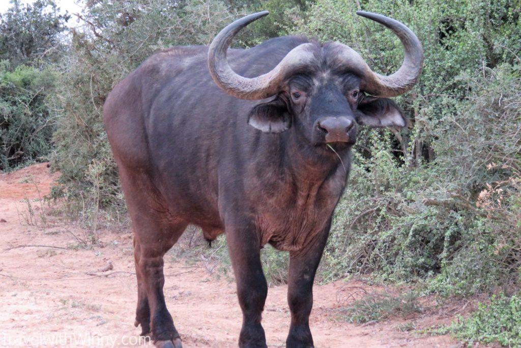 非洲水牛 African buffalo big 5 非洲五霸