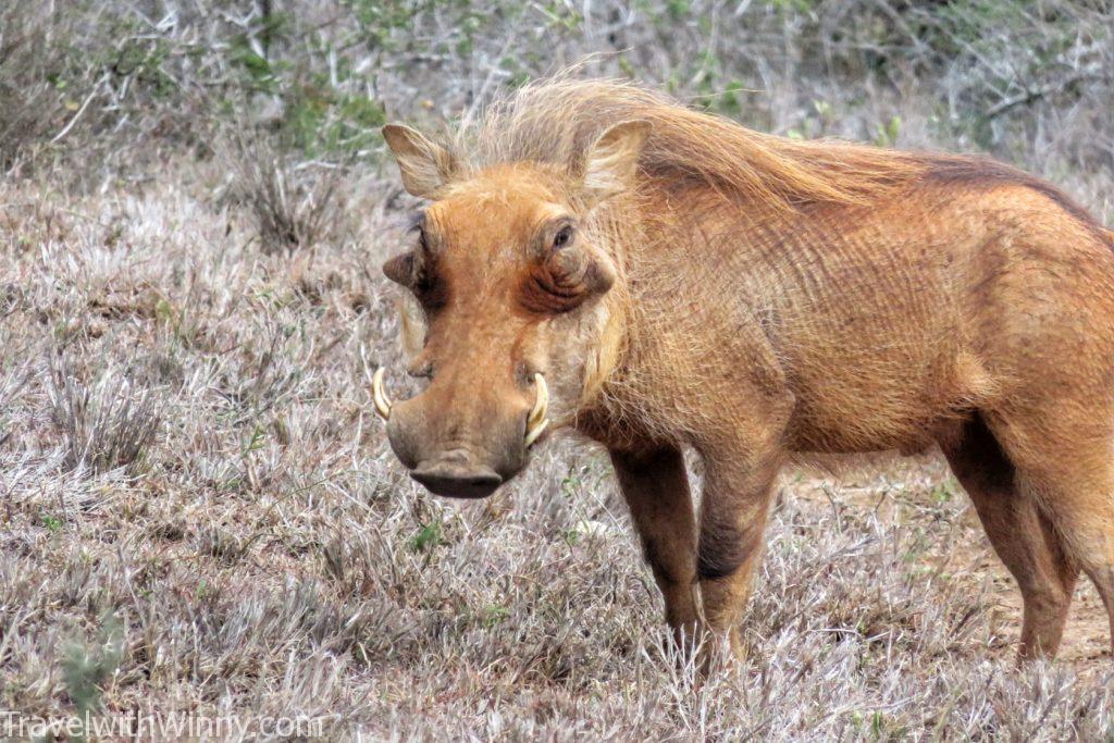 warthog 疣豬 彭彭