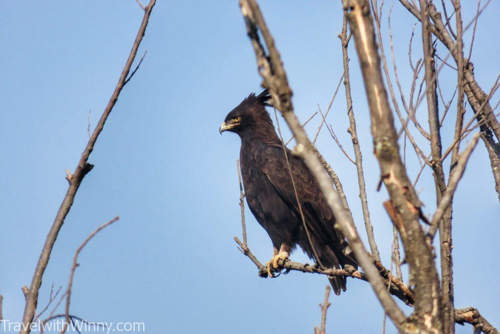 eagle 老鷹