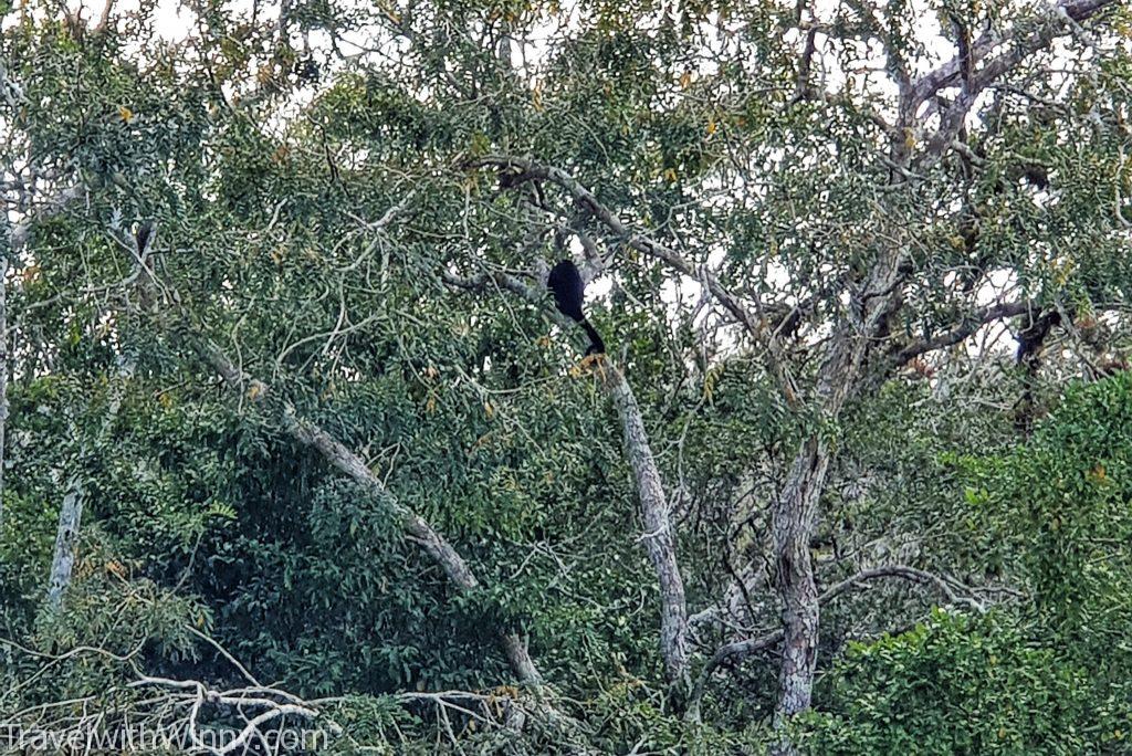 Black Howler Monkey 黑毛吼猴