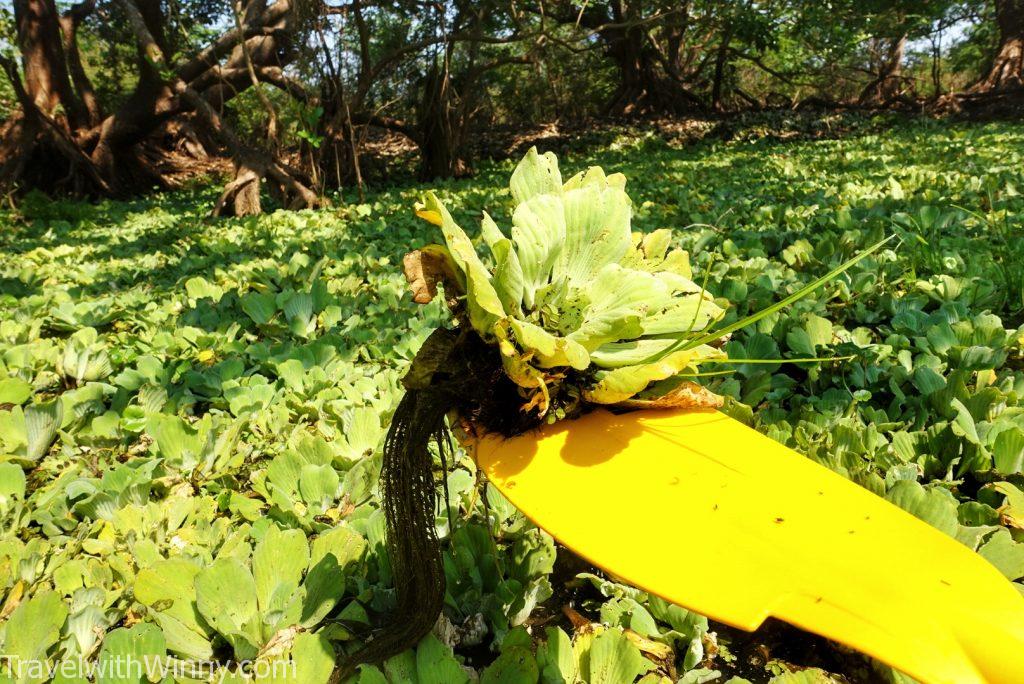 water cabbage 大薸 水浮蓮