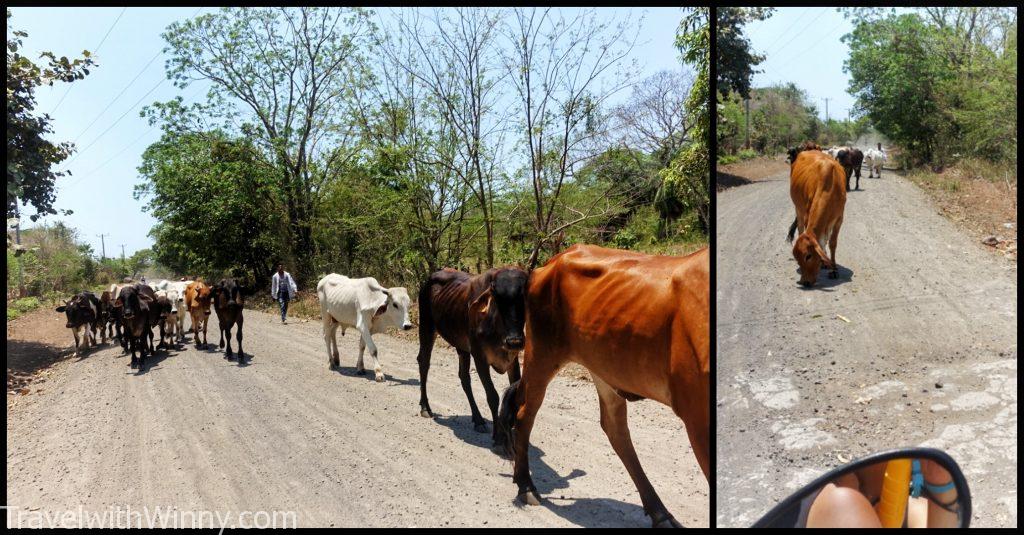 尼加拉瓜 nicaragua Ometepe 奧梅特佩島