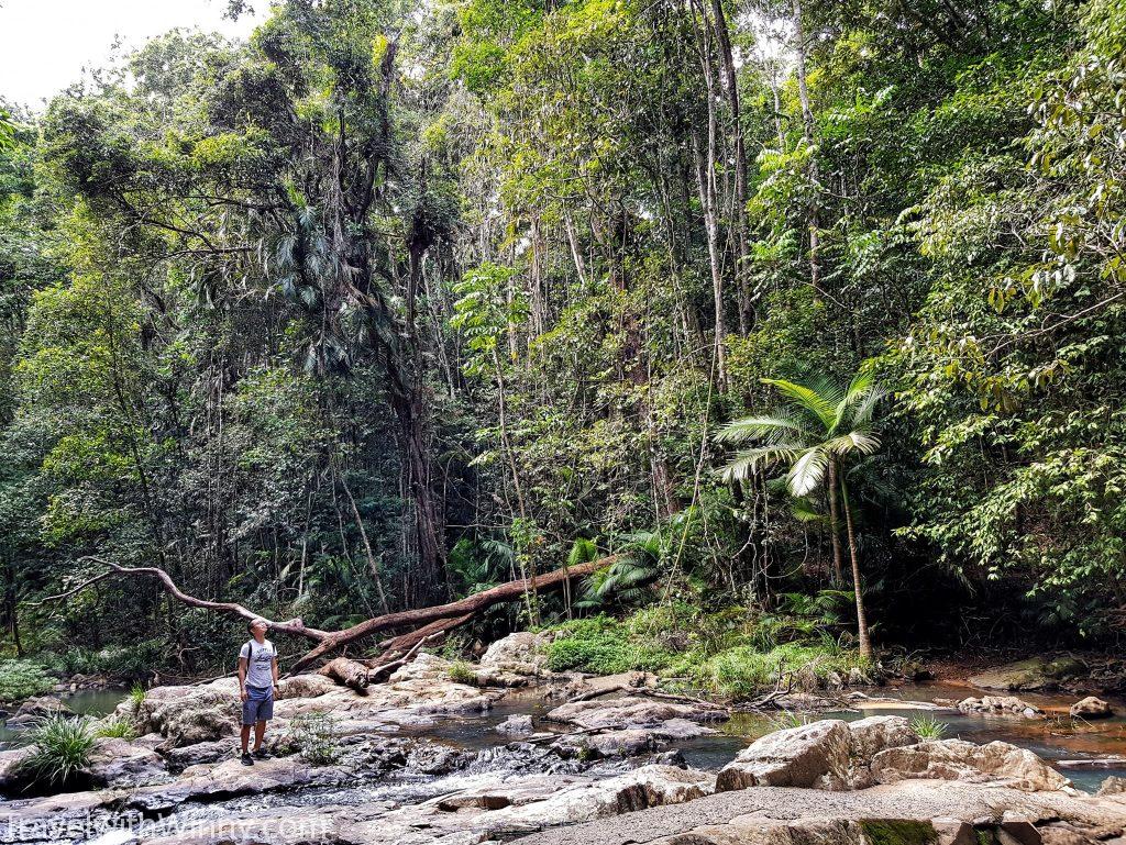 庫蘭達 kuranda jungle walk 雨林