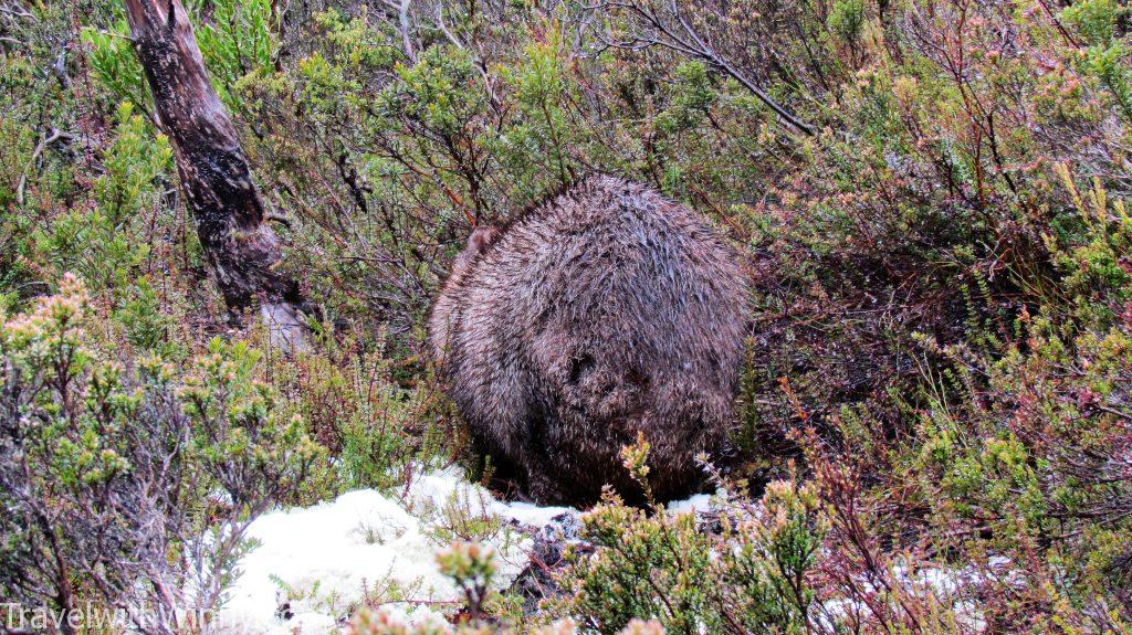 wombat cradle mountain