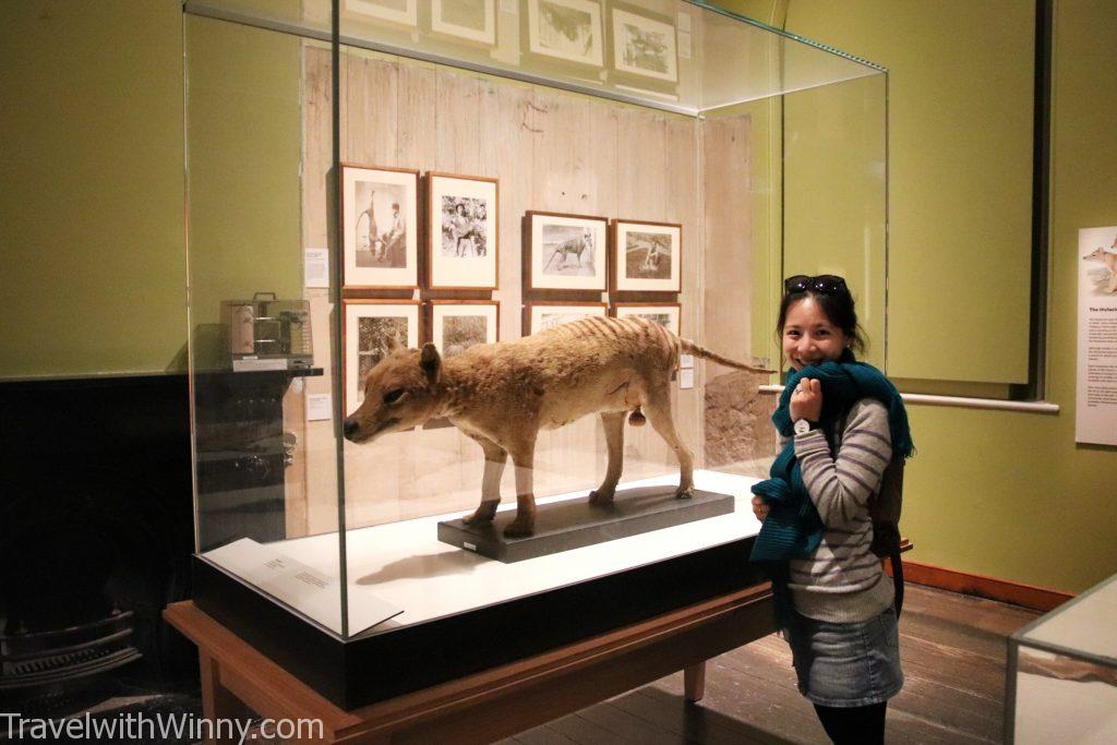 袋狼 Thylacine 塔斯馬尼亞虎 Tasmanian Tigers