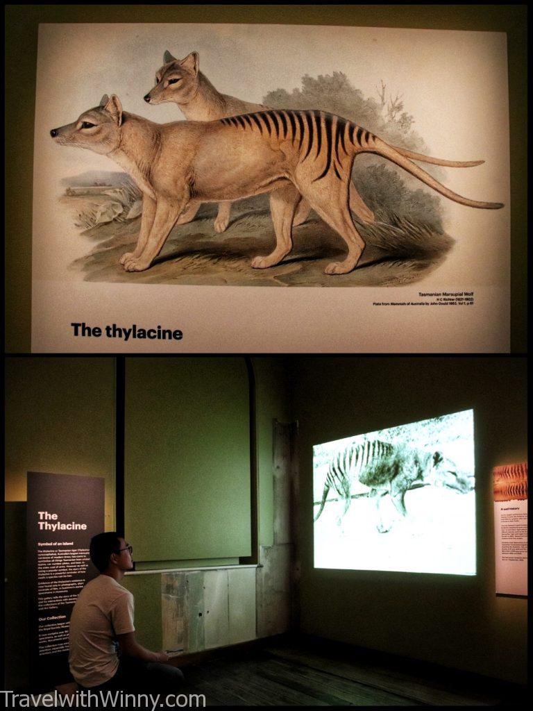 袋狼 Thylacine 塔斯馬尼亞虎 Tasmanian Tigers