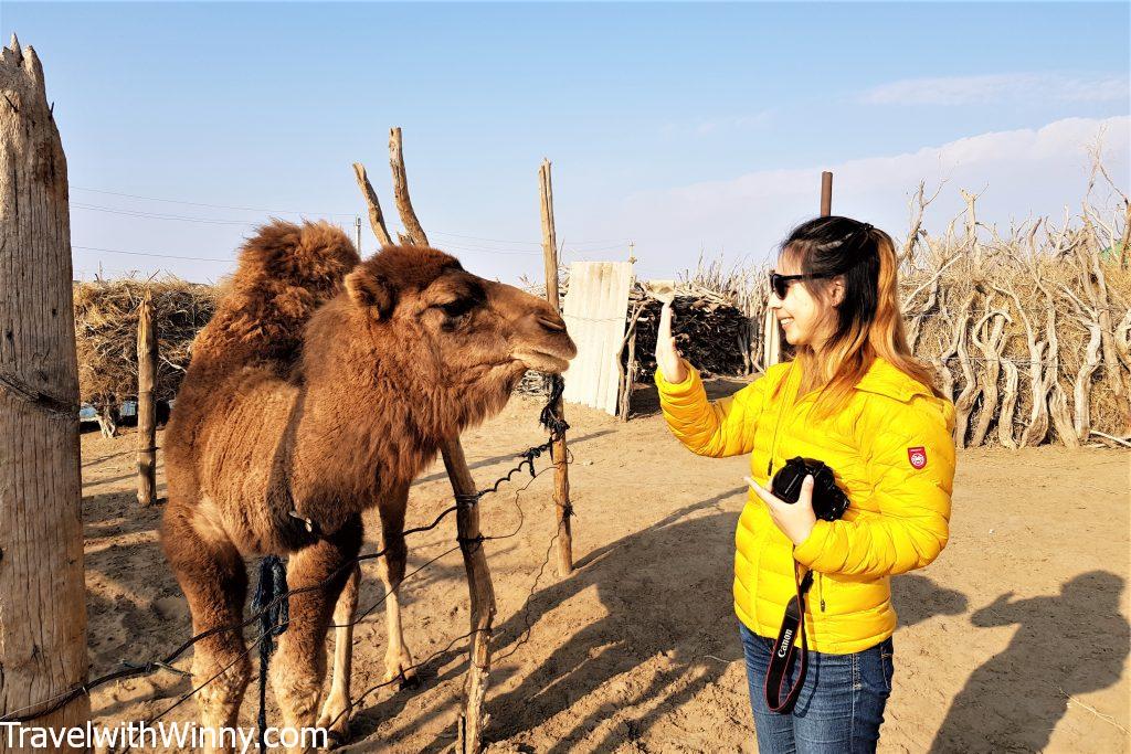 camel desert 土庫曼 駱駝