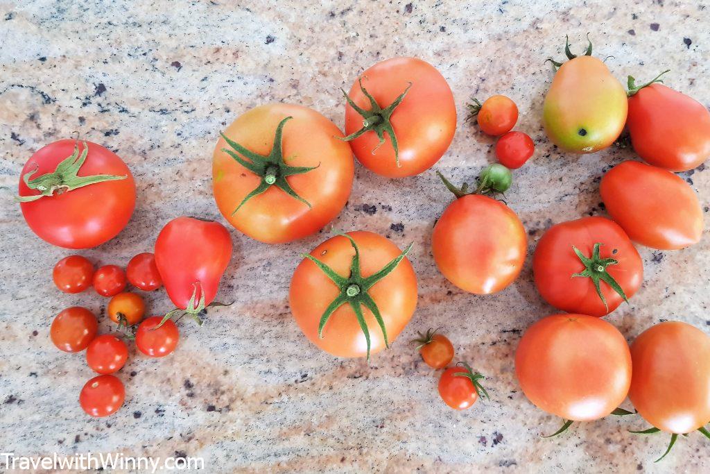 home grown tomatoes 自種番茄