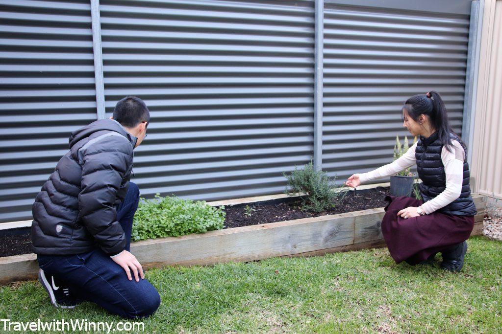 herb garden 植物