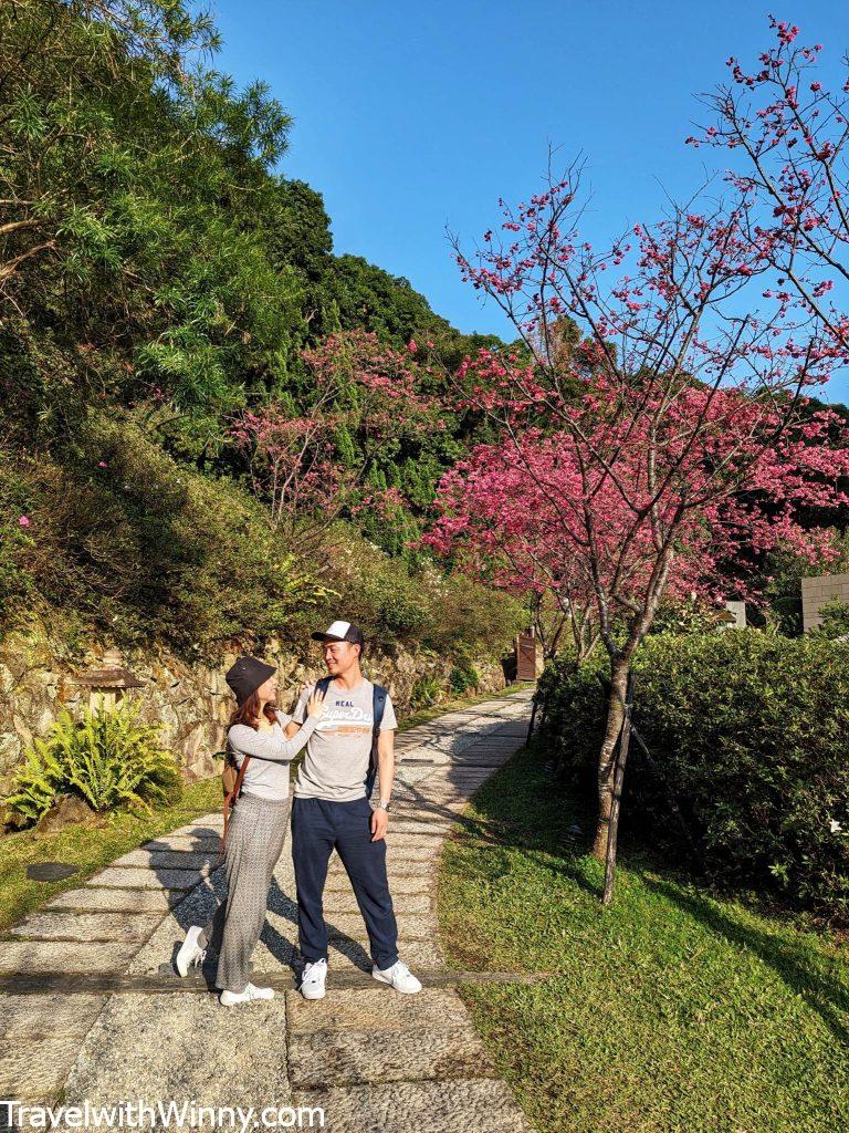 北投櫻花 beitou cherry blossoms