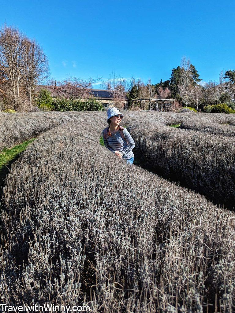 瓦納卡 薰衣草園 Wanaka Lavender Farm