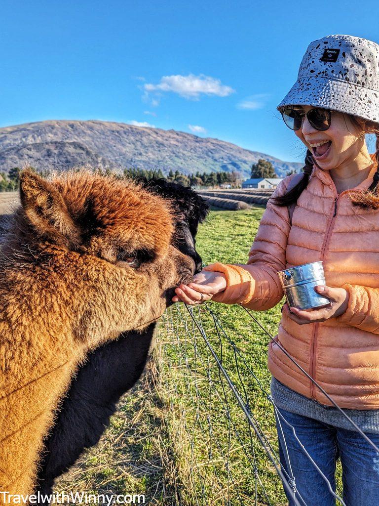 alpaca feeding 羊駝