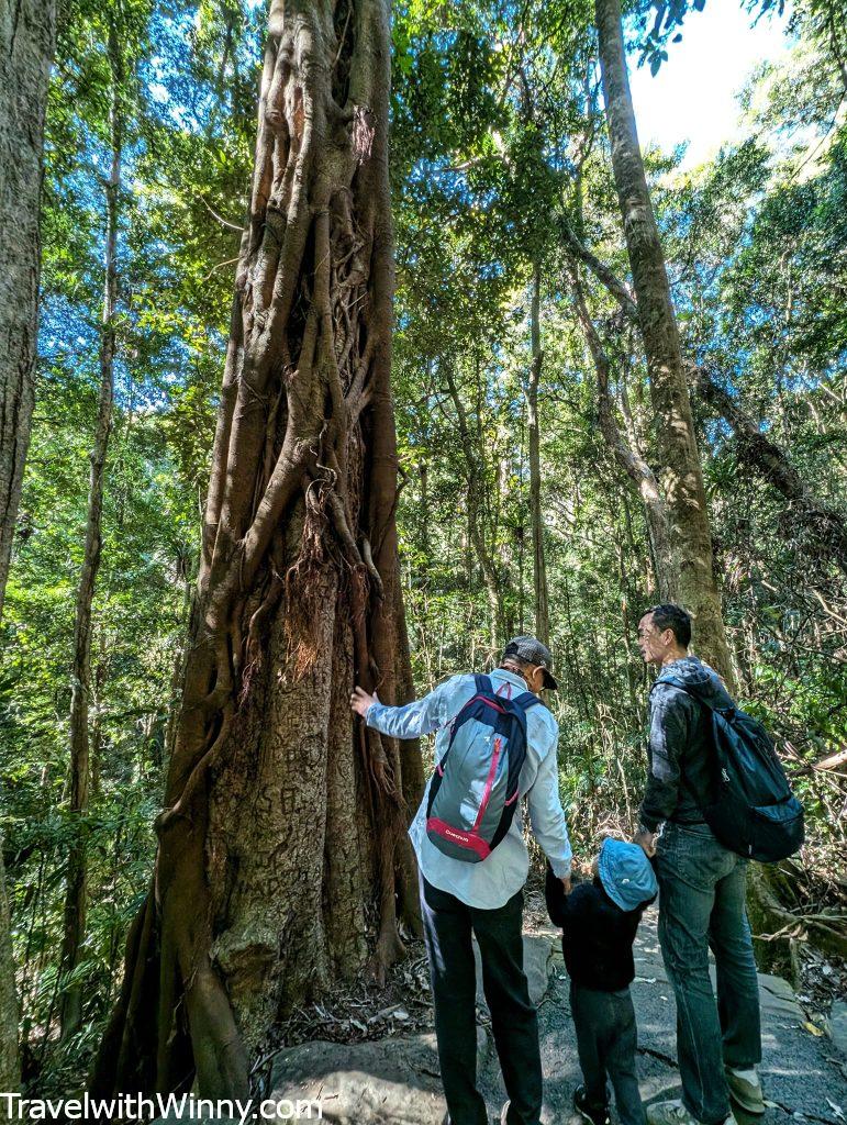 春溪國家公園 Springbrook National Park