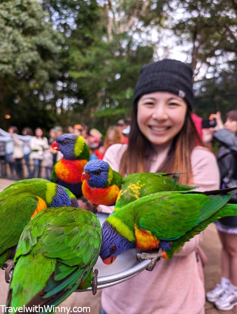 可倫賓野生動物園Currumbin Wildlife Sanctuary