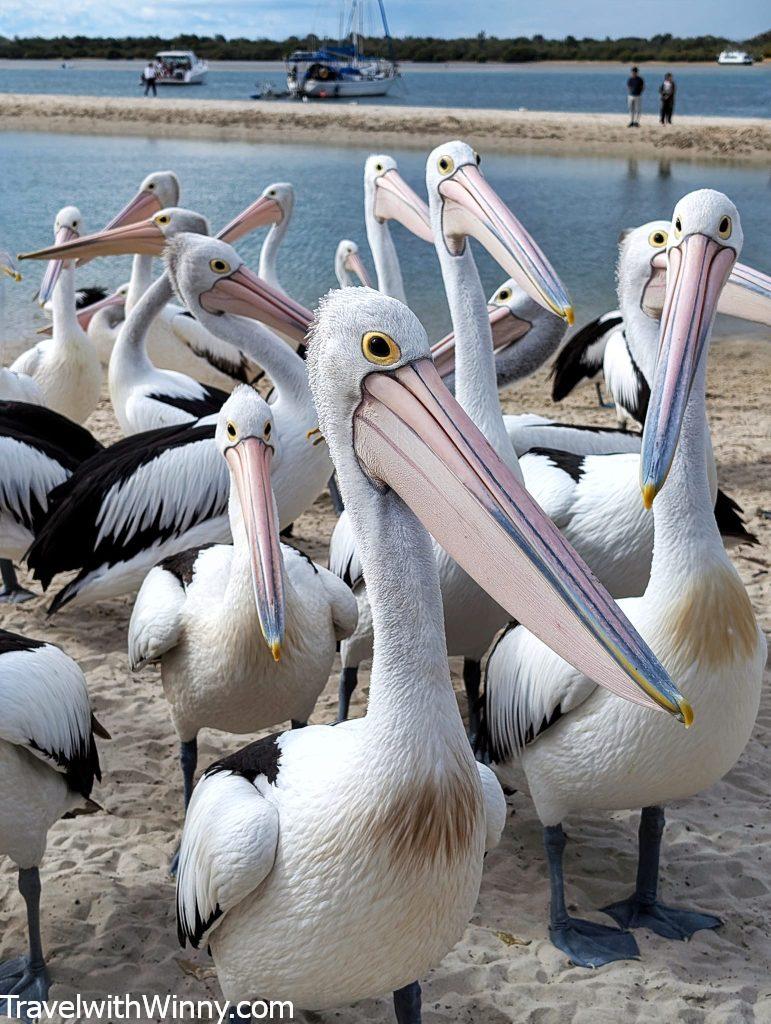 pelican feeding