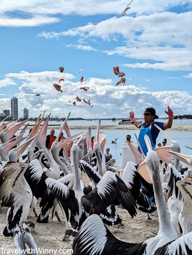 pelican feeding