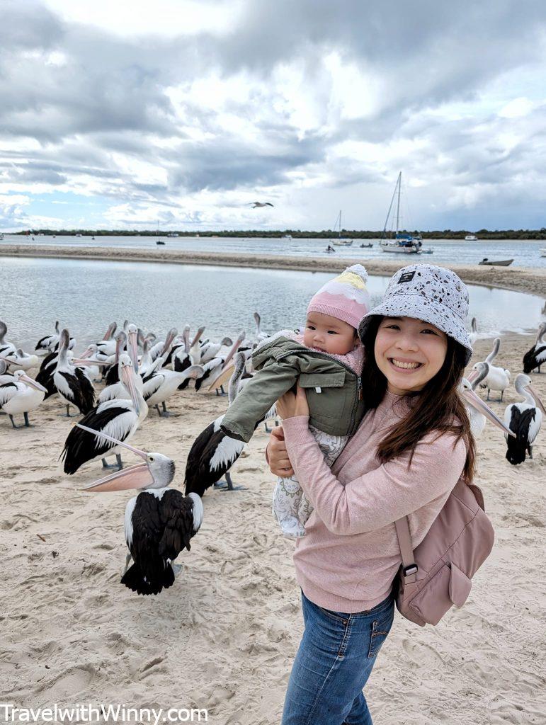 pelican feeding 黃金海岸