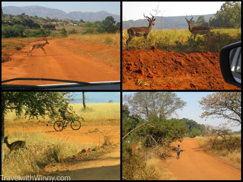 Mlilwane Nature Sanctuary 野生動物自然保護區