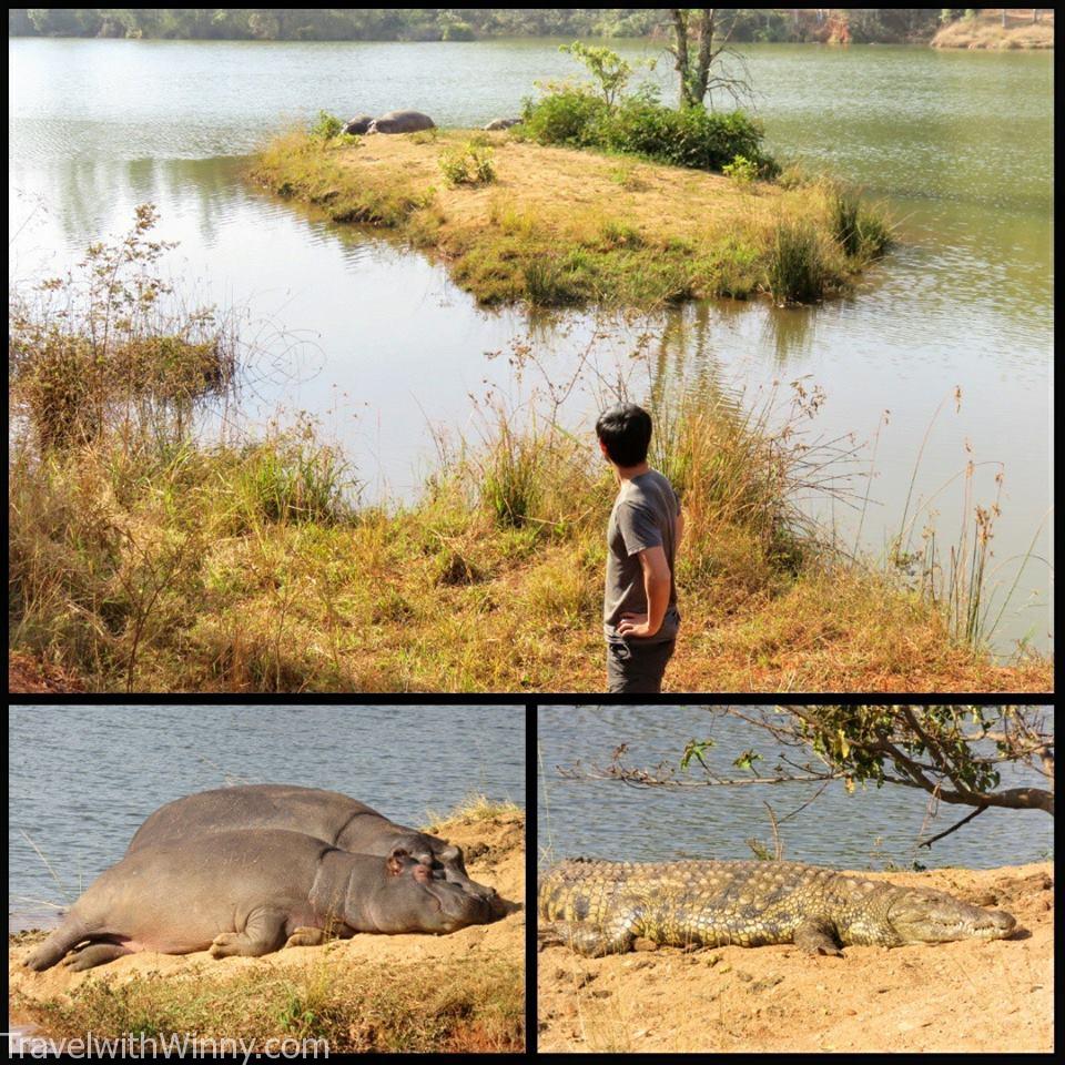 hippo 河馬