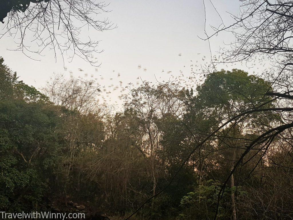 mexico bat cave 墨西哥 蝙蝠洞