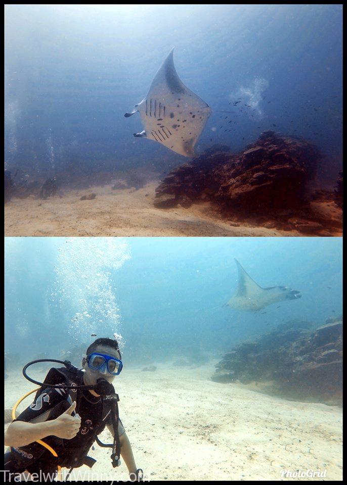 馬爾地夫 maldives 鬼蝠魟 manta rays