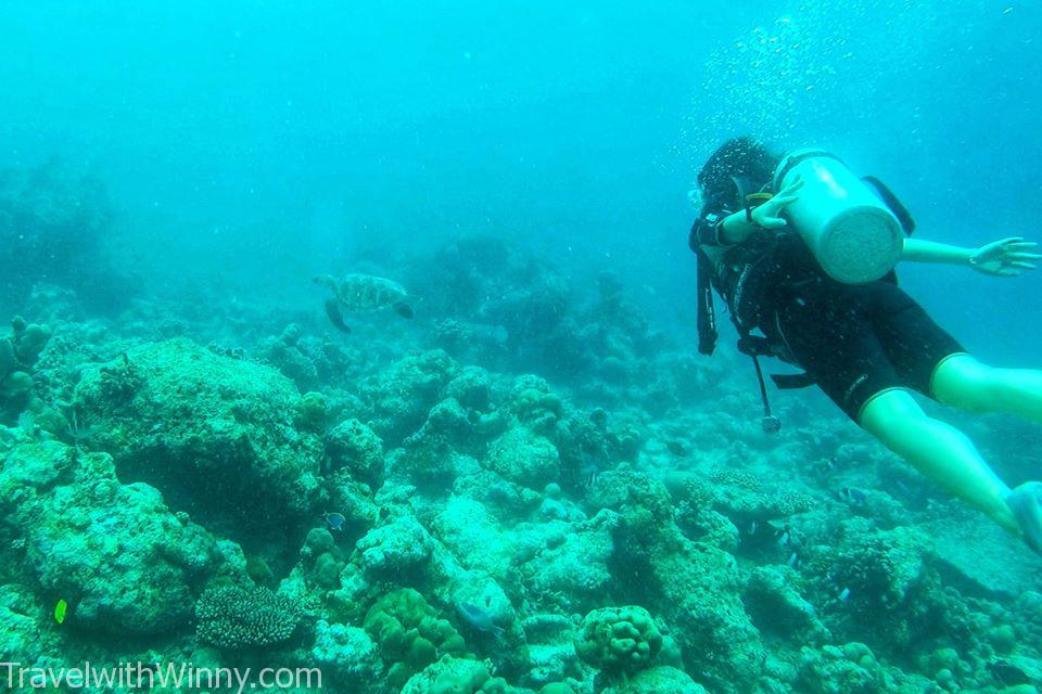 diving turtle 潛水 海龜