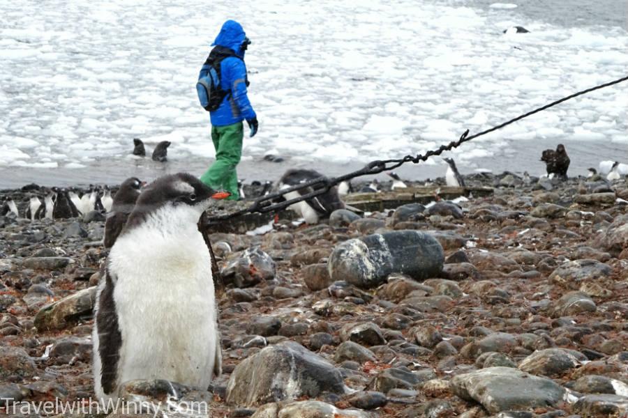 BABY PENGUIN 企鵝