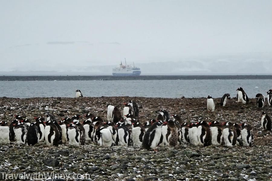 南極 企鵝 antarctica penguin