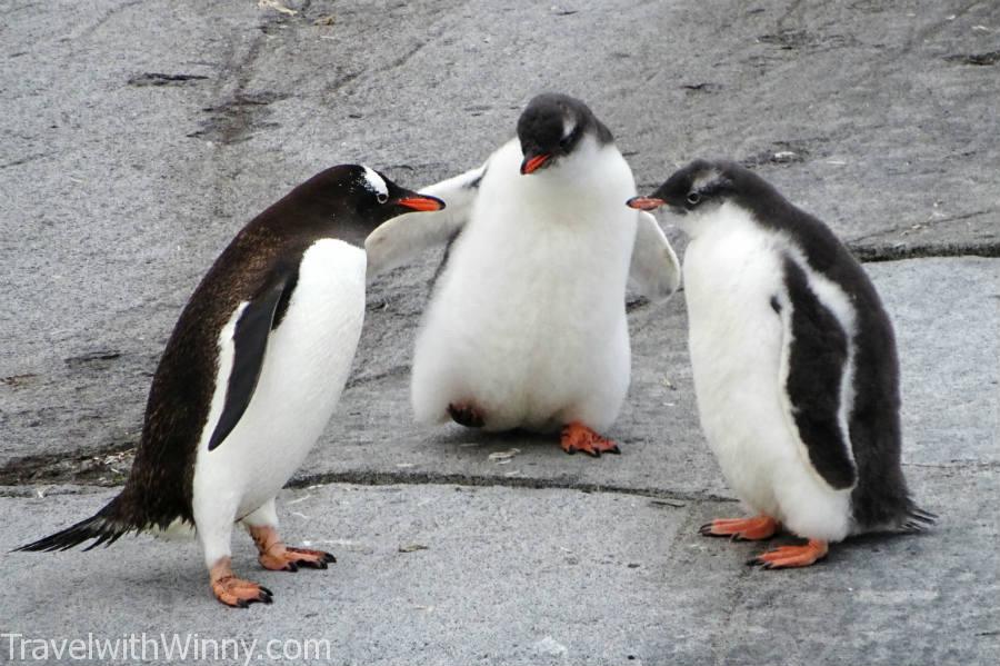 Baby Gentoo Penguin 巴布亞企鵝 企鵝寶寶