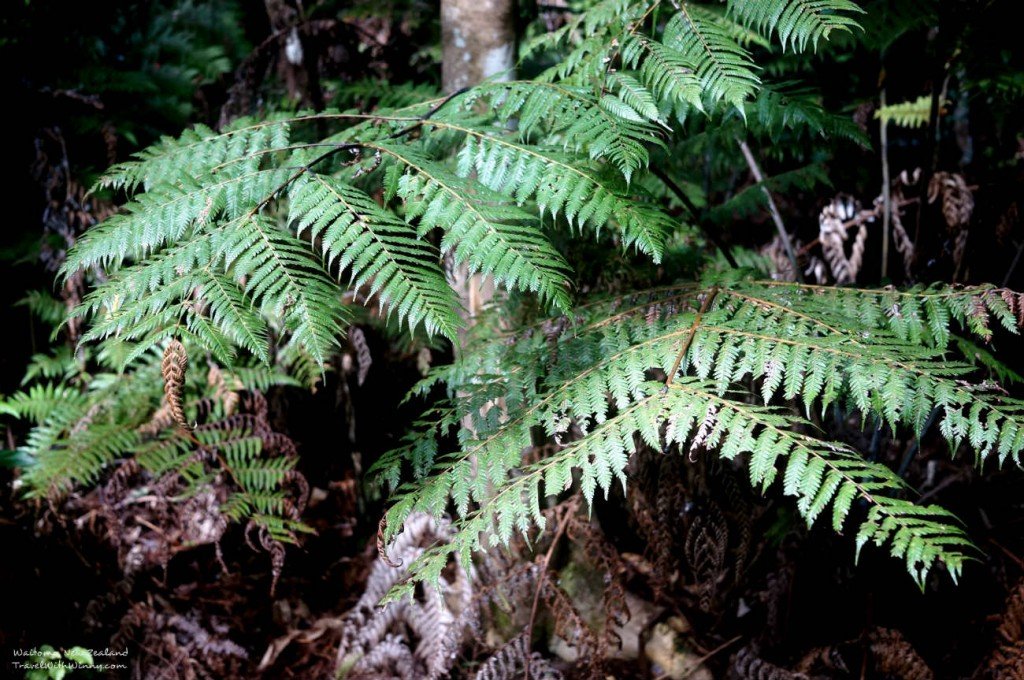 New Zealand Fern 紐西蘭 蕨類