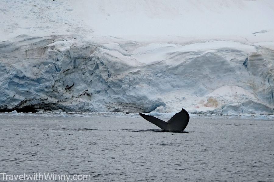 humpback whale 座頭鯨 經魚尾巴