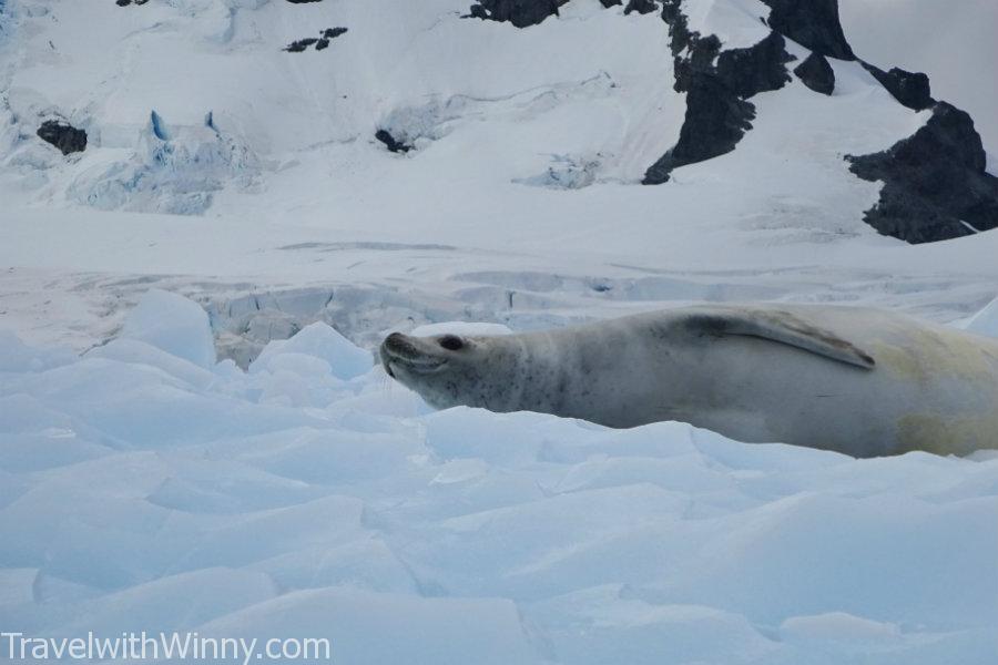 seal 海豹