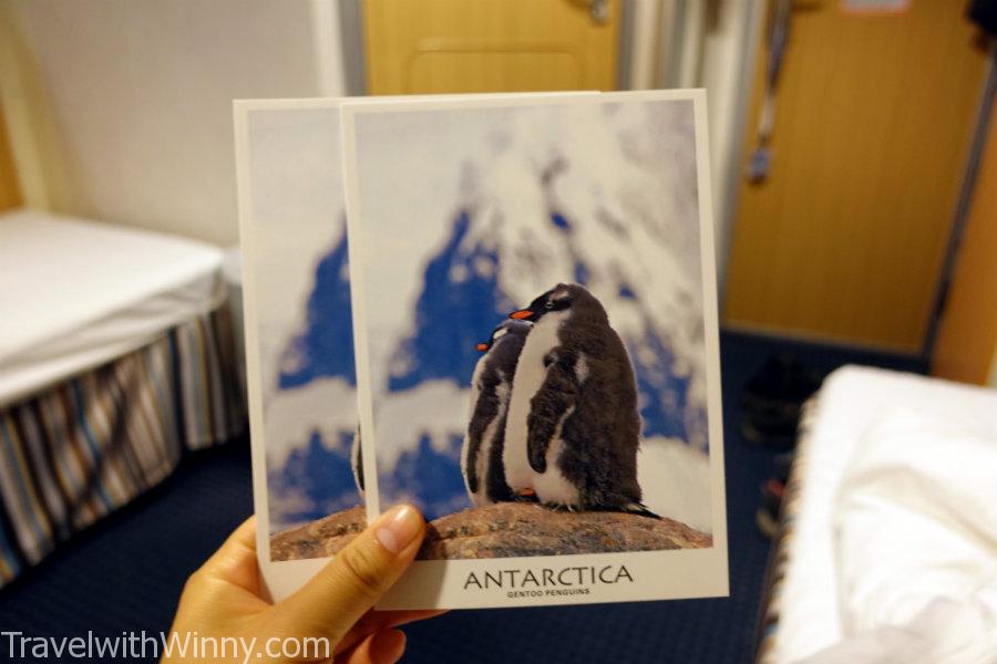 gentoo penguin 巴布亞企鵝