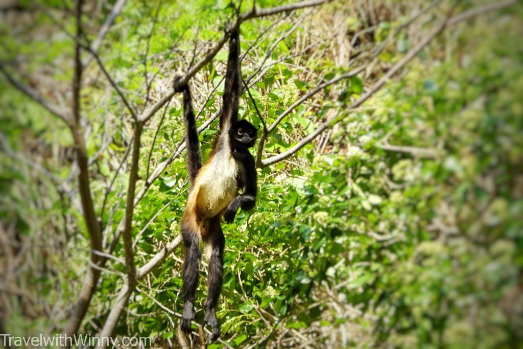 蜘蛛猴 spider monkey