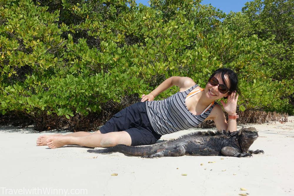 Marine Iguana 加拉帕戈斯海鬣蜥