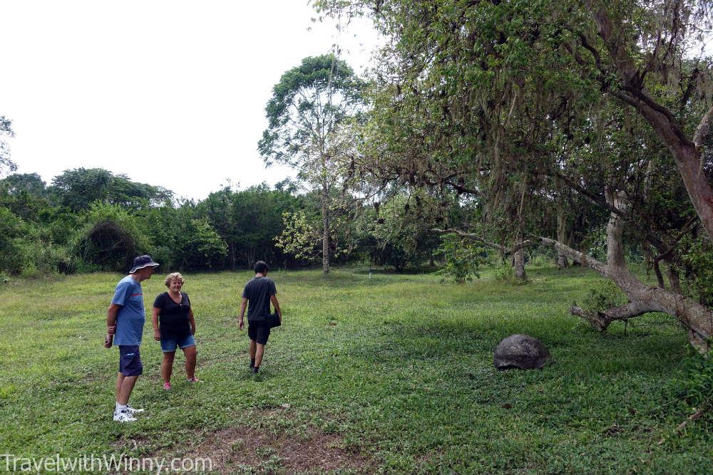 Galápagos tortoise 加拉巴哥象龜