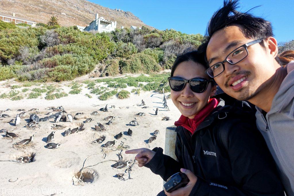 boulder's beach africa penguin 非洲 企鵝 