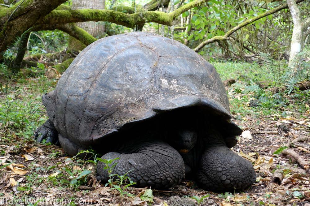 Galápagos tortoise 加拉巴哥象龜